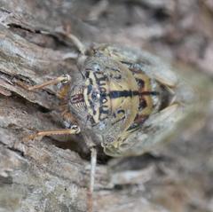 Platypleura capensis