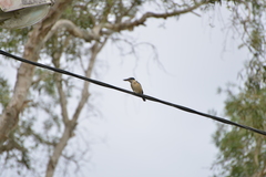 Todiramphus sanctus canacorum