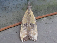 Dichomeris oceanis