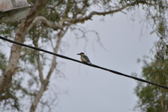 Todiramphus sanctus canacorum