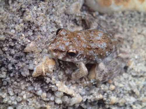 Mahonabatrachus meirianus