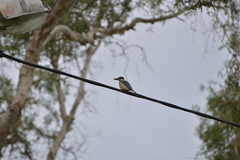 Todiramphus sanctus canacorum