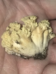 Ramaria caulifloriformis