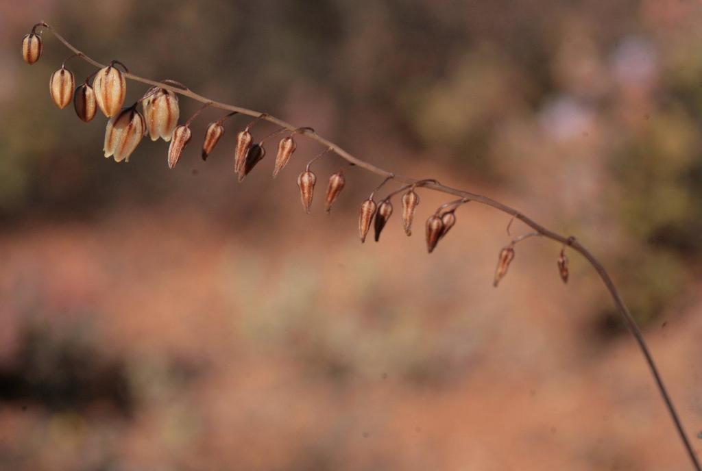 Drimia secunda