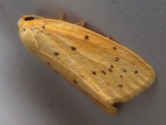 Stigmatophora flava leacrita