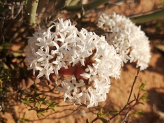 Crassula alpestris