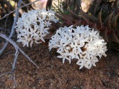 Crassula alpestris
