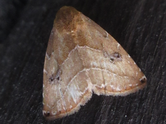 Rivula inconspicua