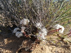 Crassula alpestris