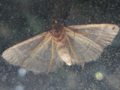 Hypsopygia glaucinalis