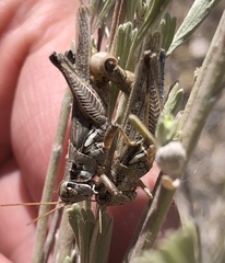 Melanoplus cinereus