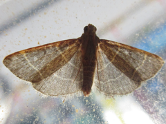 Hypsopygia glaucinalis