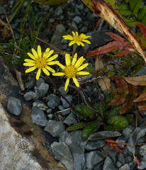 Brachyglottis bellidioides