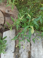 Persicaria lapathifolia
