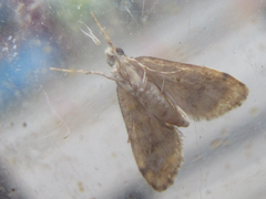 Dolicharthria bruguieralis