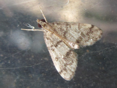 Dolicharthria bruguieralis