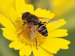 Eristalis nemorum