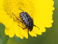 Oxythyrea funesta