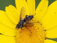 Eriothrix rufomaculata