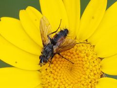 Eriothrix rufomaculata