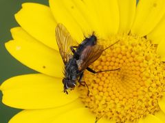 Eriothrix rufomaculata