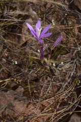 Brodiaea sierrae
