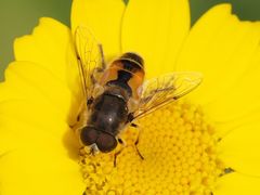 Eristalis arbustorum