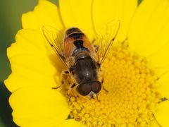 Eristalis arbustorum