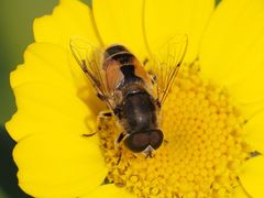Eristalis arbustorum