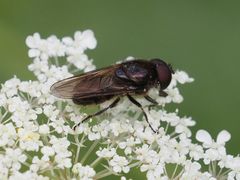 Cheilosia