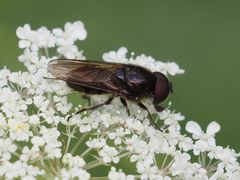 Cheilosia