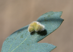 Aceria trichophila