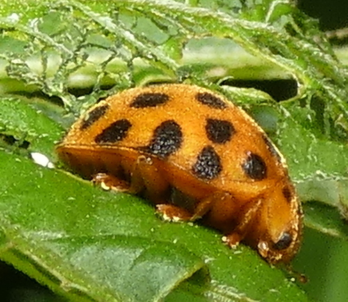 Hadda Beetle photo 6