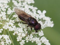 Cheilosia