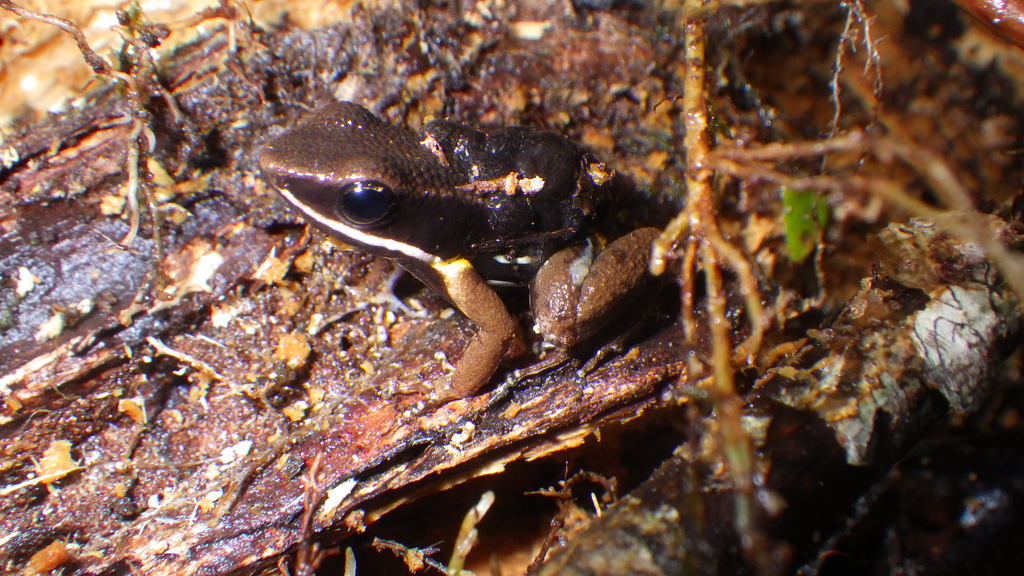 Brilliant-thighed Poison Frog