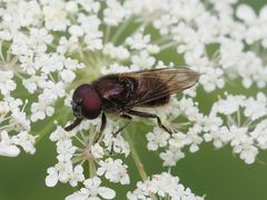 Cheilosia