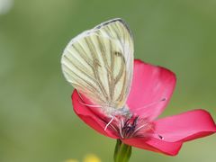 Pieris napi