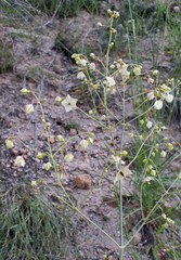 Mirabilis linearis linearis
