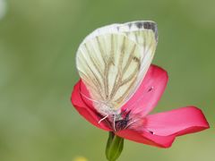 Pieris napi