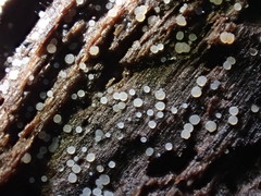 Pezizellaceae