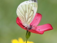 Pieris napi