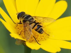 Myathropa florea