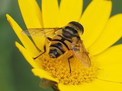 Myathropa florea