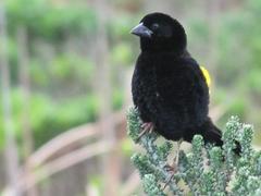 Euplectes capensis capensis