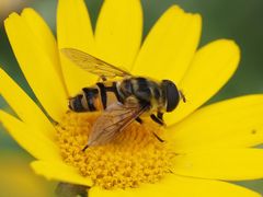 Myathropa florea