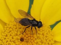 Cheilosia