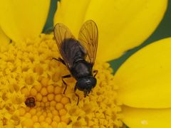 Cheilosia