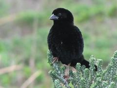 Euplectes capensis capensis