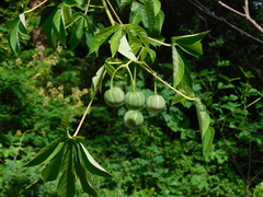 Jatropha curcas
