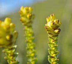 Penaea cneorum ovata